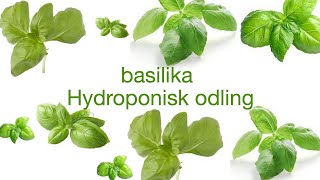 basilika hydroponisk odling [upl. by Mayworm]