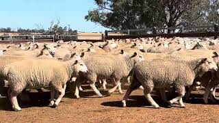 Delta Livestock  Cudgell Creek ewe lambs [upl. by Akital]