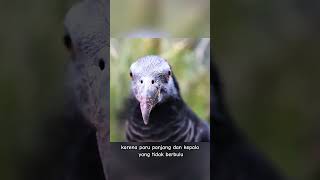 Burung Nuri Kabare birds nocturnal animals nature wildlife [upl. by Andie]