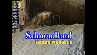 Salmon Run Amazing Jump nature salmonrun fishing live [upl. by Eromle]