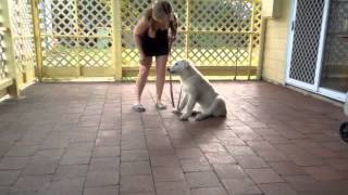 Maremma puppy learning the command stay [upl. by Delmore]