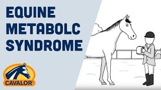 What Is Equine Metabolic Syndrome EMS and How to Prevent It [upl. by Ahsinom542]