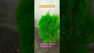 home garden morpankhi ka ped bhojpuri shortsvideos [upl. by Sayce]