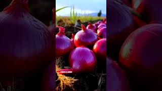 प्याज की खेती प्याज की फसल से ज्यादा उत्पादन कैसे निकालें Best Variety Onion farming Cultivation [upl. by Daenis]