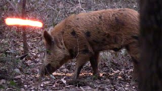 Wild Boar Are Tough EPIC Bowhunt For Big Hog [upl. by Zuckerman]