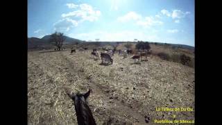 Canto a caballo en el campo Mexicano [upl. by Elamaj354]