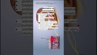 Mediators of nociception [upl. by Evod]