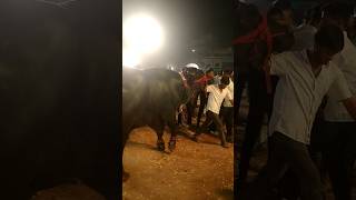 Srikrishna bull🦬 sadarfestival sadarsayyatta yadavbrand yadavsamaj yadavji chilkalguda sadar [upl. by Jowett573]