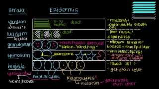 What is skin Epidermis [upl. by Levana]