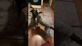 gooddog bestdogs dog dogs playfuldogs play playing pets animallover doggie fun happydog [upl. by Flinn935]