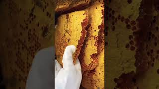 Wonderful harvesting honey nature beehive beekeeping agriculture shorts farming satisfying [upl. by Eniamej75]