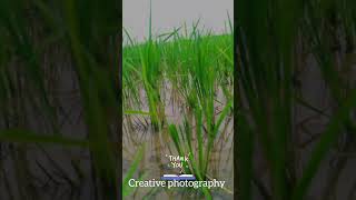 Cartive videography idya shorts ytshorts youtubeshorts [upl. by Anoj]