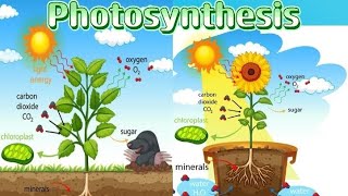 Photosynthesis [upl. by Eatnuhs]