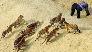 The Best Of Animal Attack 2022  Most Amazing Moments Of Wild Animal Fight Wild Discovery Animal p4 [upl. by Aniled953]