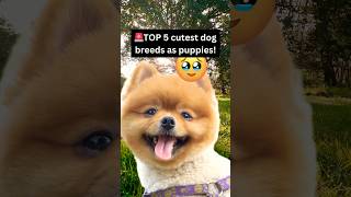 Top 5 CUTEST dog breeds as puppies🥹😄🦮dogbreeds cutedogs [upl. by Wexler]