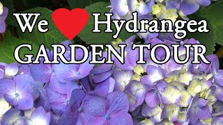 We Love Hydrangea Garden Tour [upl. by Aidyn158]