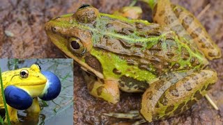 The Amazing Indian Bullfrog [upl. by Alaikim]