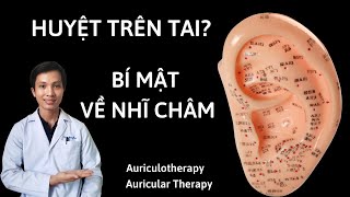 BÍ MẬT VỀ NHĨ CHÂM GIÚP CHỮA BỆNH NHĨ CHÂM  Auriculotherapy  Auricular therapy  Ear acupuncture [upl. by Eceertal526]