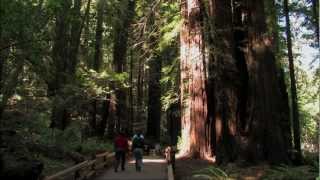 Muir Woods National Monument Tour  HD [upl. by Suoicserp]