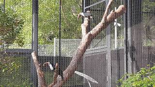 Redbilled Toucan  Bird Paradise Singapore [upl. by Vashti]