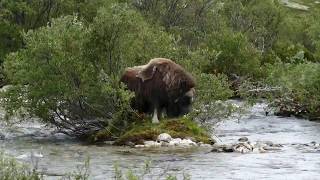 Moschusochse Dovrefjell Norwegen 2162018 [upl. by Fraase]