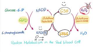 Glucose6phosphate Dehydrogenase G6PD Enzyme  ROS Scavenger Biochemistry amp Hematology [upl. by Annohsak]