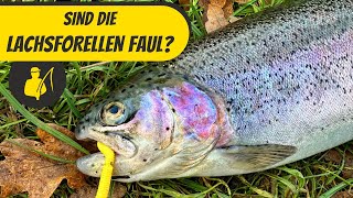 Lachsforellen mit Auftreibender Montage und Lifter Lure [upl. by Elsworth109]