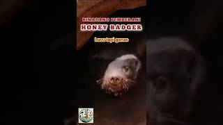 Binatang pemberani Honey Badger wildlife animals videos nature shorts short [upl. by Bock419]