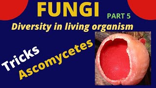 Class Ascomycetes  Tricks to learn examples  kingdom fungi  Class 9 11 BiologyNEET [upl. by Eeryk]