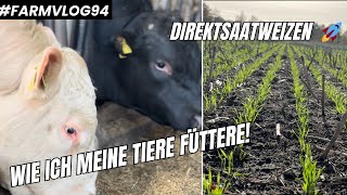 Rindermast mit Erbsen  Direktsaatweizen ist der Wahnsinn 🤯 FARMVLOG 94 [upl. by Acinomed326]