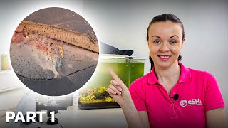 Parasites You Can Find Under The Microscope After Skin Scraping a Fish • PART 1 [upl. by Sarena502]