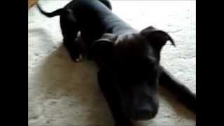 Labrabull  Pit Bull Mixed Labrador Retriever [upl. by Naraj988]