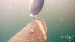 Goliath Grouper Playday [upl. by Neelik]