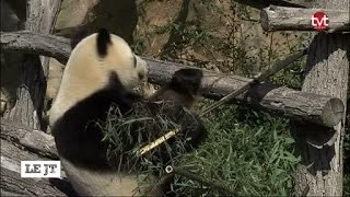 Beauval bientôt des bébés pandas [upl. by Brodench]