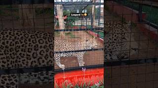 Lorry park zoo pretoria🇿🇦 leopard africa animal wildlife youtubeshorts shortsvideo viral [upl. by Geraldine187]