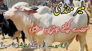 Malir Mandi Karachi Cattle Rates Update  28 October 2024 [upl. by Lrub]