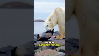 Polar bear vs seal polarbear seal polarbearfacts [upl. by Mar342]