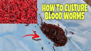 How to culture BLOOD WORMS  100 RESULT  VERY EASY [upl. by Izzy]