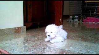 bichon maltes 3 meses Queca adiestramientoMaltese 3 month training [upl. by Namrac]