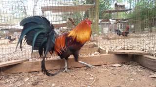 Georgia special gamefowl gsgf [upl. by Australia]