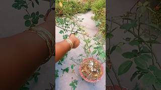 method of pruning roses in October gardentipsandtricksgardening nature shortsfeed shorts viral [upl. by Thomas]