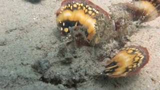 scorpion fish and other ugly animals in NHA TRANG Vietnam an [upl. by Stesha]