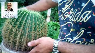 عمة القاضى صبار جميل طرق تكاثر ورعاية Echinocactus grusonii حلقة 73 [upl. by Ahsenyt934]