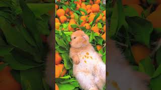 Bunny Lounges in a Bed of Oranges 🍊 youtubeshorts cute animals bunnylife bunnys cuteanimals [upl. by Hadeehuat]