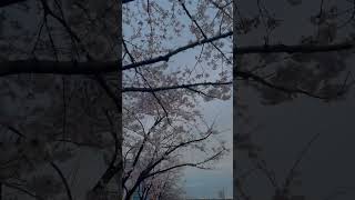 江戸川区の新川千本桜のソメイヨシノが咲き出しました🌸 桜 ソメイヨシノ 新川千本桜 江戸川区 cherryblossom [upl. by Danyette]