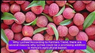 The Current State of Lychee Fruit Farming in Kenya [upl. by Gilchrist899]