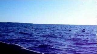 Pamlico Sound Surf Scoter Hunting [upl. by Elfstan]