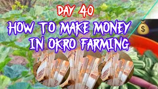 profitable Okro Farming in Ghana 🇬🇭 Day 40 How to make money in okro farming [upl. by Bourn926]