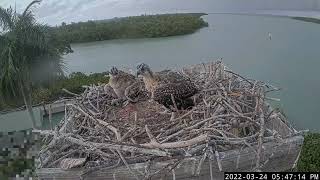 Captiva Osprey Cam  2022324 [upl. by Eva]