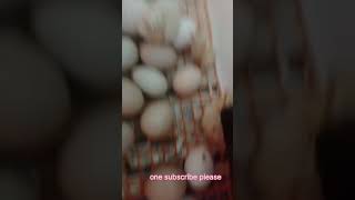 INCUBATOR 9544 211 110 ഇൻക്യൂബേറ്റർ വാങ്ങുവാൻ ആഗ്രഹിക്കുന്നവർ കാണുക Majeed [upl. by Jenda518]